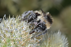 Bombus opifex
