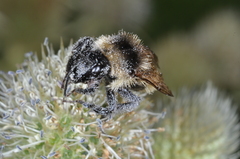 Bombus opifex