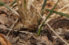 Tegostoma comparalis