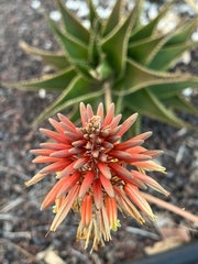 Aloe × delaetii