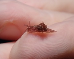 Stylocheilus striatus