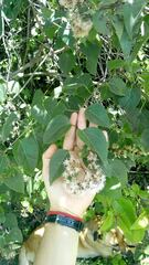 Kaunia saltensis