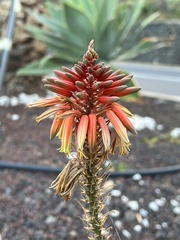 Aloe × delaetii