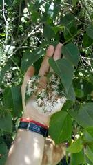 Kaunia saltensis