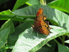 Polygonia haroldii
