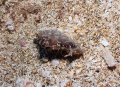 Stylocheilus striatus