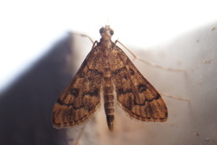 Dolicharthria bruguieralis