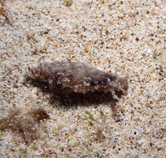 Stylocheilus striatus