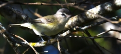 Vireo gilvus