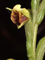 Pterichis