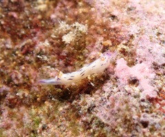 Hypselodoris bertschi