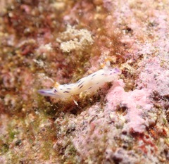 Hypselodoris bertschi