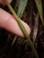 Pterichis