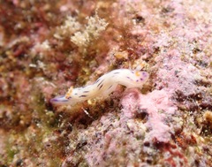 Hypselodoris bertschi
