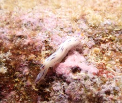 Hypselodoris bertschi