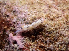 Hypselodoris bertschi
