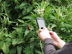 Polygonia haroldii