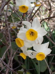 Narcissus tazetta