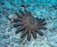 Acanthaster