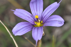 Sisyrinchium chilense
