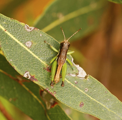 Methiolopsis geniculata