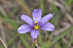 Sisyrinchium chilense