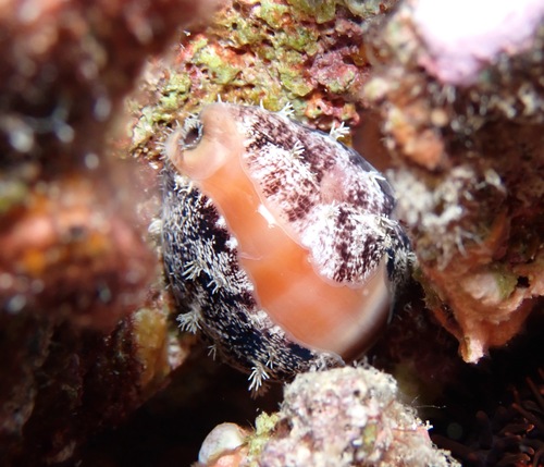 Lyncina sulcidentata observed 2023-02-05