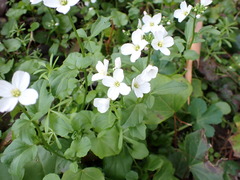 Cardamine californica