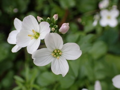 Cardamine californica