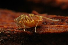 Holoscotolemon querilhaci