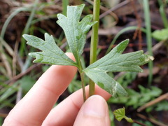 Cardamine californica