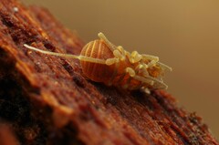 Holoscotolemon querilhaci