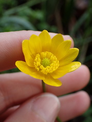 Ranunculus californicus