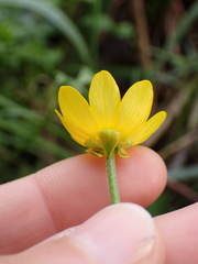 Ranunculus californicus