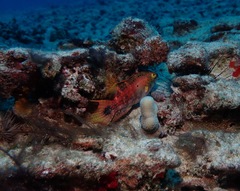 Oxycheilinus bimaculatus