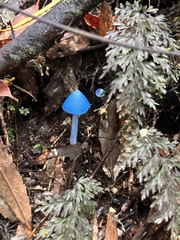Entoloma hochstetteri