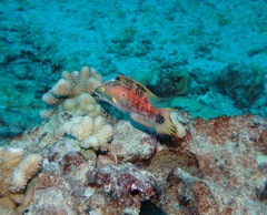 Oxycheilinus bimaculatus