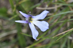 Lobelia nana