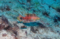 Oxycheilinus bimaculatus