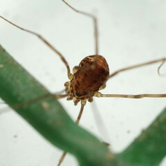 Leiobunum blackwalli