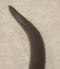 Atractaspis