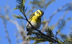 Setophaga townsendi