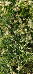 Baccharis spicata