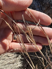 Schizachyrium scoparium