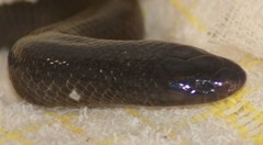 Atractaspis