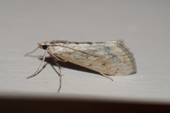 Evergestis isatidalis