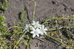 Ornithogalum refractum