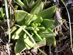 Dudleya farinosa