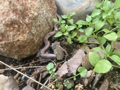 Contia tenuis