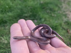 Contia tenuis